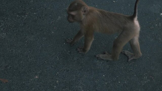 Playful monkeys crawling on road in nature preserve, Phuket, Thailand
