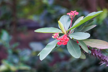 pink and white flower