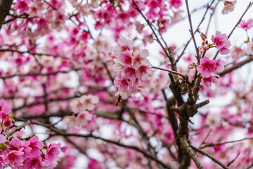 Fototapeta na wymiar Beautiful cherry blossom on white sky background.