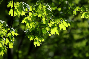 Fototapeta na wymiar The bright green leaves of a maple tree backlit by bright sunlight.