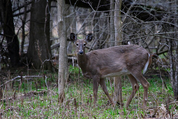 A White-tailed Deer ((Odocoileus virginianus) starring at the camera.  Shot in Waterloo, Ontario, Canada.
