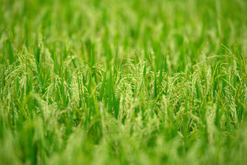 Closeup green rice fields in the rainy season
