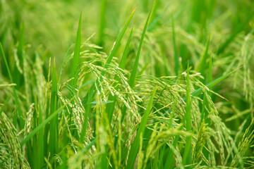 Fototapeta na wymiar Closeup green rice fields in the rainy season