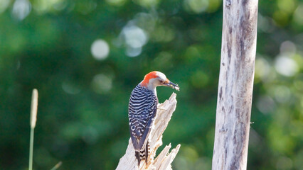 Red-Bellied Woodpecker on broken log