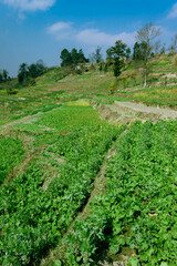 Fototapeta na wymiar Plantation of vegetables in the village of Nepal