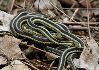 A pile of Eastern Garter Snakes (Thamnophis sirtalis sirtalis) in the leaf litter.  Shot in Waterloo, Ontario, Canada.