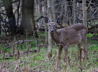 A White-tailed Deer ((Odocoileus virginianus) starring at the camera.  Shot in Waterloo, Ontario, Canada.
