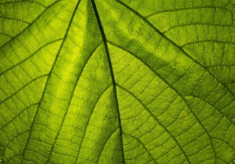 Closeup shot of a green leaf patterns- perfect for green wallpapers