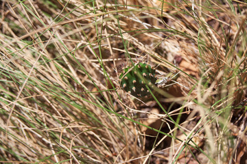 Cactus in Grass
