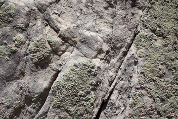 Lichen on Stone