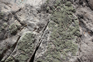 Moss Stone Wall 