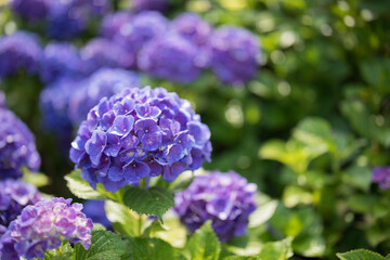 紫の紫陽花