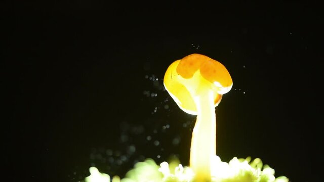 The Jelly Baby Fungus, a type of ascomycete that resembles a mushroom, releasing projectile spores that trail off in the air