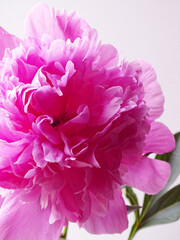 Pink peony flower close-up. Fragment of a flower in pink tones