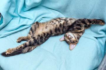 Little charcoal bengal cat laying on the blue background.