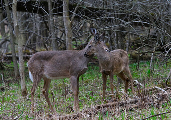 Naklejka na ściany i meble Two White-tailed Deer ((Odocoileus virginianus) nuzzling. Shot in Waterloo, Ontario, Canada.