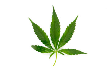 Cannabis green leaf isolated on white.