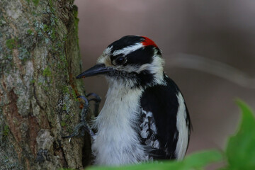 A Downy Woodpecker (Dryobates pubescens) eating from a tree, shot in Waterloo, Ontario, Canada.