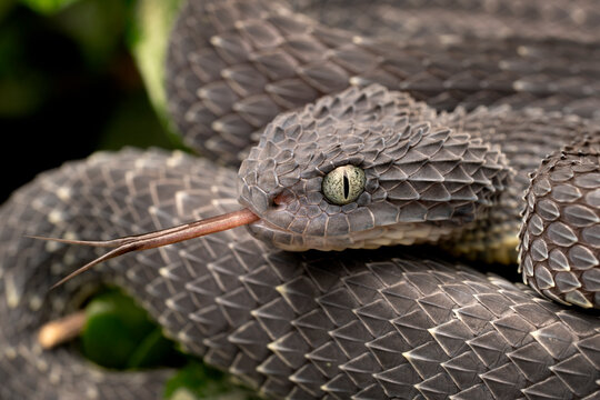 Venomous Bush Viper Snake (Atheris squamigera) with forked tongue
