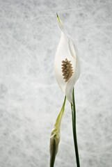 Vertical closeup shot of a beautiful white arum flower