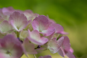 ピンク色の紫陽花のマクロ