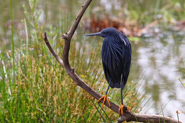 Black Egret Bird Perching On Branch By Lake (Egretta ardesiaca), Pretoria, South Africa