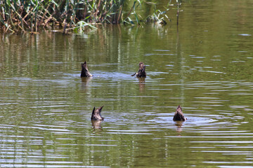 Four Yellow-billed Ducks Feeding In A Lake (Anas undulata), Pretoria, South Africa
