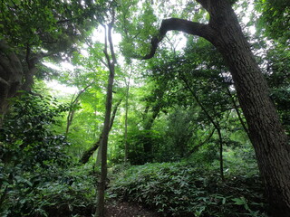 駒場公園の風景、渋谷、東京