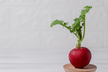 one radish on a wooden stand against a white brick wall and with place for text on the left, closeup side view.