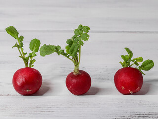 three red radishes on a white wooden table, closeup side view.