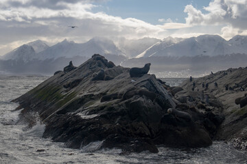 Focas e leões marinhos em ilha rochosa do Ushuaia na Argentina
