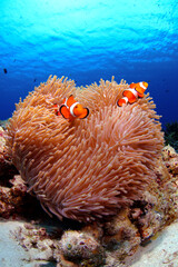 カクレクマノミ
