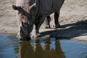 rhino drinking water