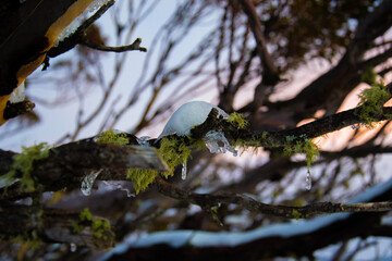Stalactite and snow in the tree in winter 