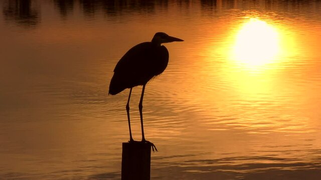 Great blue heron at sunset in Florida wetlands