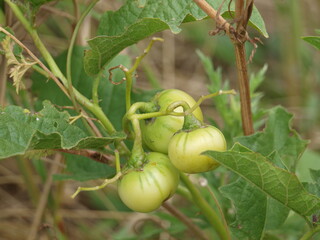 Wild Tomatoes Grow In High Meadow of Wild Flowers