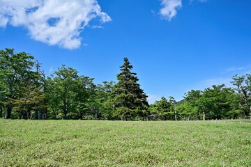 青空バックに見たモミの大木＠大台ヶ原山、奈良