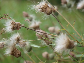 Thistle Stand Gets Wind To Do The Work