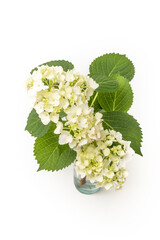 白いあじさい　June white hydrangea flower photo