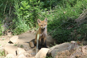 Yound red fox sitting outside its den