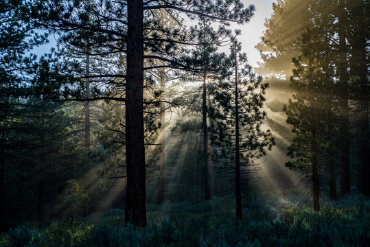Sunbeams called God Rays shining into pine forest with pine tree silhouettes