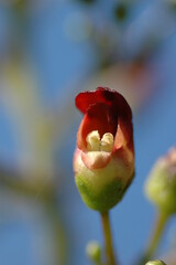 エゾヒナノウスツボ