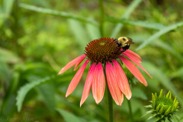 Flower With Bee