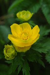 レブンキンバイソウ