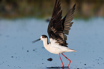 羽ばたくセイタカシギ雄成鳥(Black-winged Stilt)