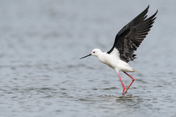 羽ばたくセイタカシギ(Black-winged Stilt)
