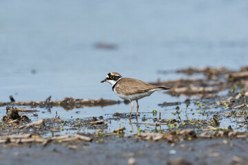 コチドリ(Little ringed plover)