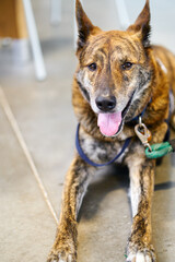 Dog sitting on the floor with tongue out