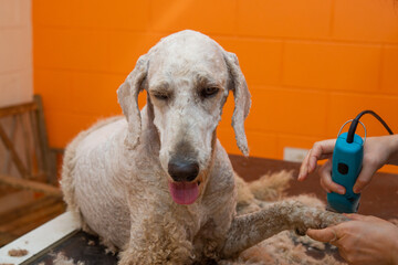 スタンダードプードルの散髪
