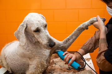 スタンダードプードルの散髪
